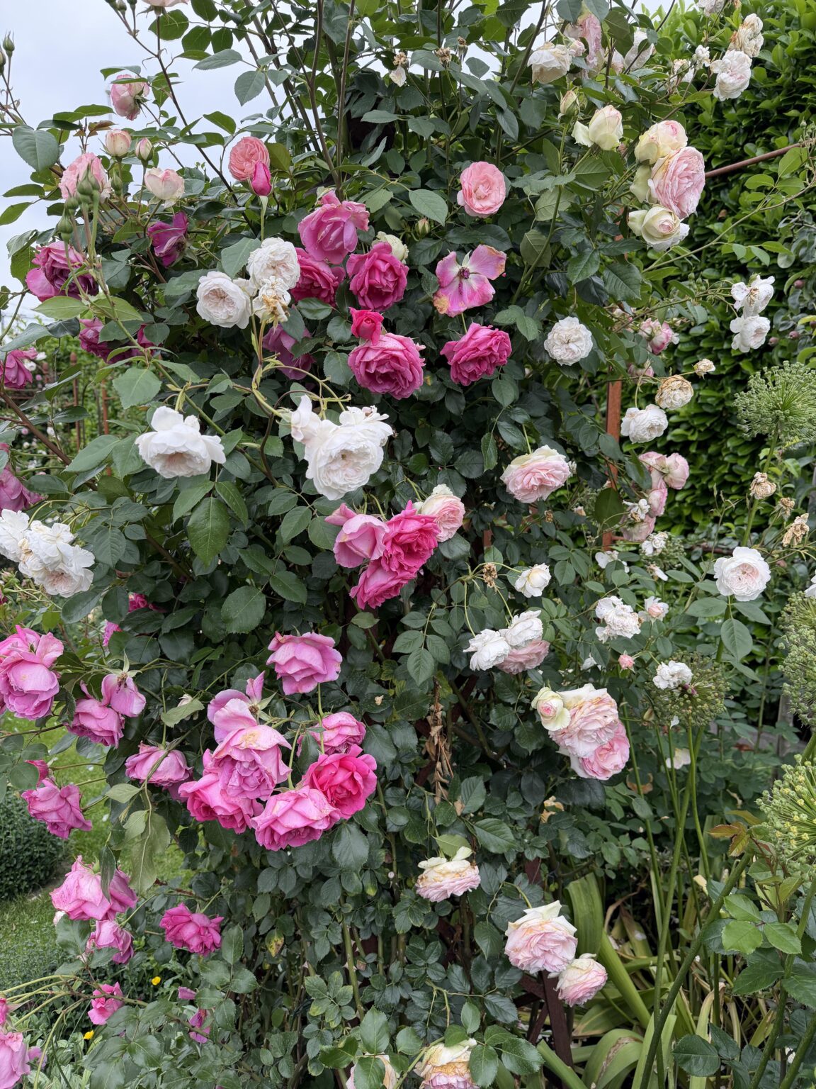 Rosen im Rosenzentrum Rosendahl