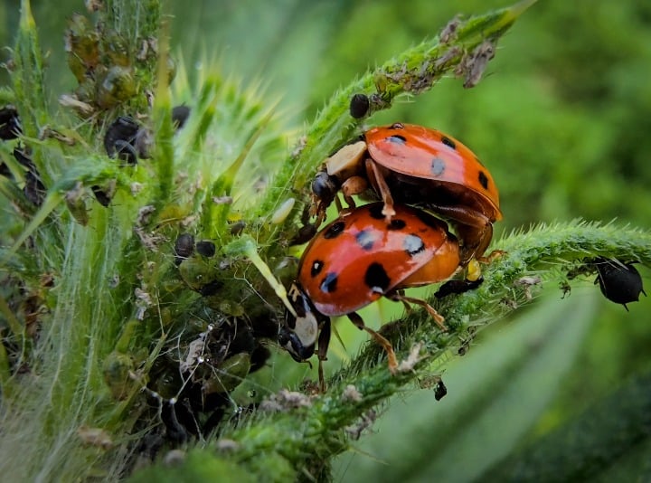 Love on a Distel