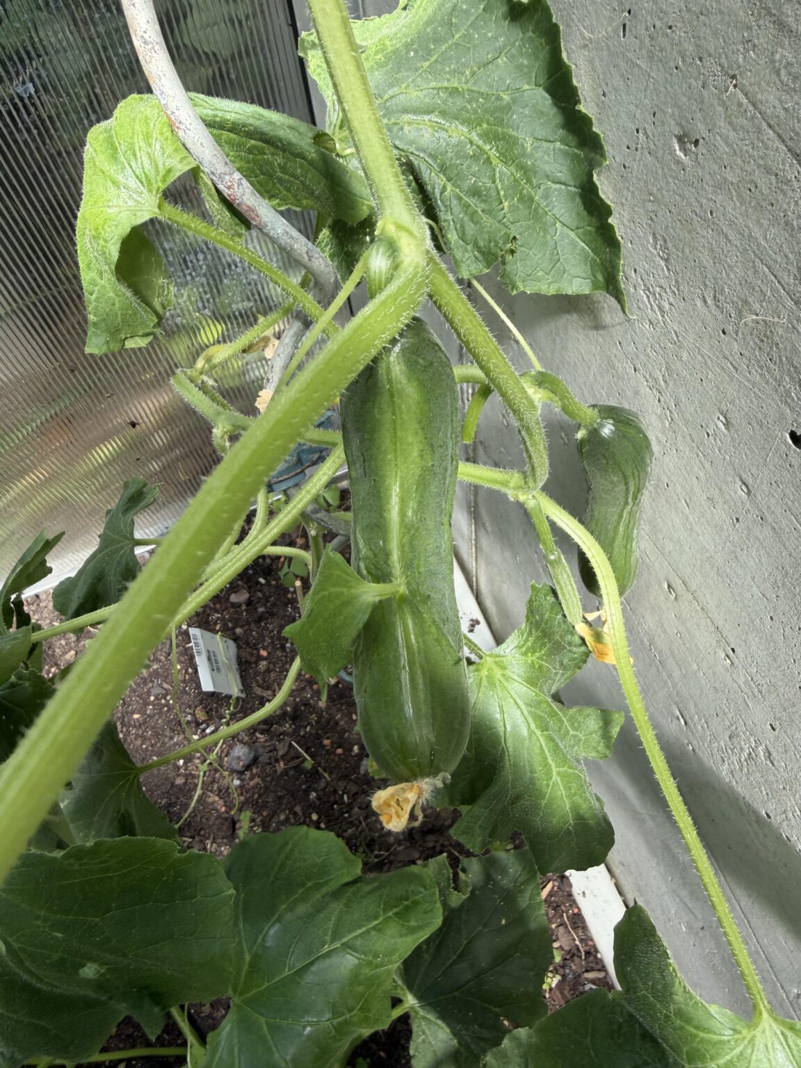 Blatt wächst aus Gurke??