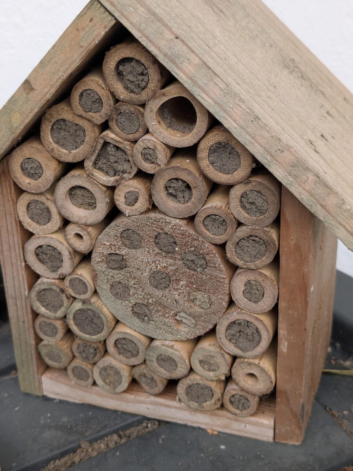 Bienenhotel fast vollständig belegt Bienenhotel fast vollständig belegt