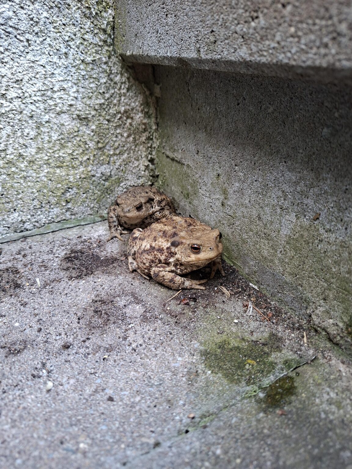 Update 3: Kröte hat Freund gefunden
