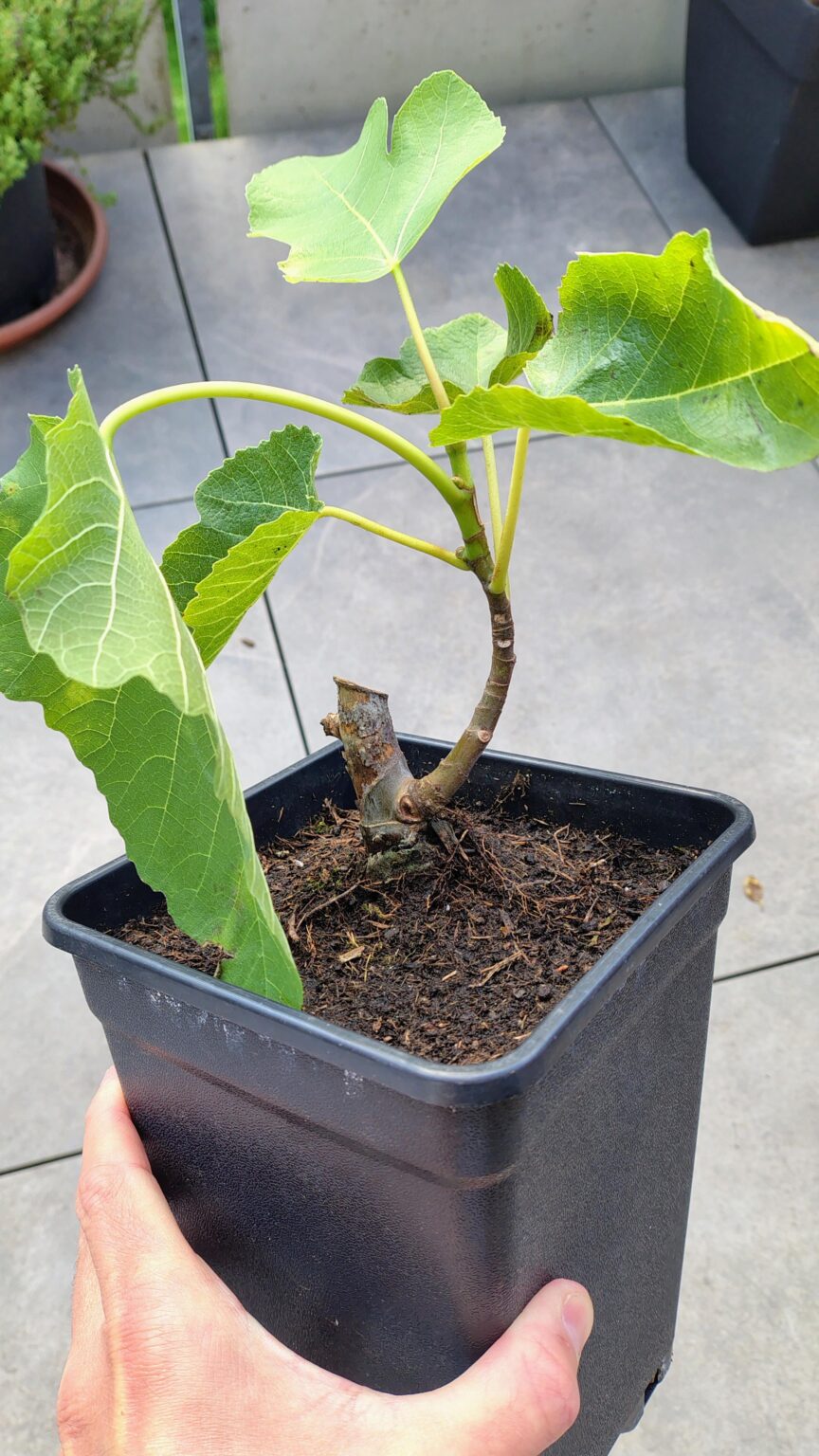 Feigenbaum von Aldi für 2,99 musste ich mir holen. Hab ihn natürlich den selben Tag umgetopft und auf meinem Süd Balkon gestellt. Mal schauen ob da dieses Jahr noch Feigen wachsen mit etwss Glück sonst hoffe ich dann nächstes Jahr. Die Pflanze stammt aus einem Ableger das gut kein Sämling. Feigenbaum von Aldi für 2,99 musste ich mir holen. Hab ihn natürlich den selben Tag umgetopft und auf meinem Süd Balkon gestellt. Mal schauen ob da dieses Jahr noch Feigen wachsen mit etwss Glück sonst hoffe ich dann nächstes Jahr. Die Pflanze stammt aus einem Ableger das gut kein Sämling.