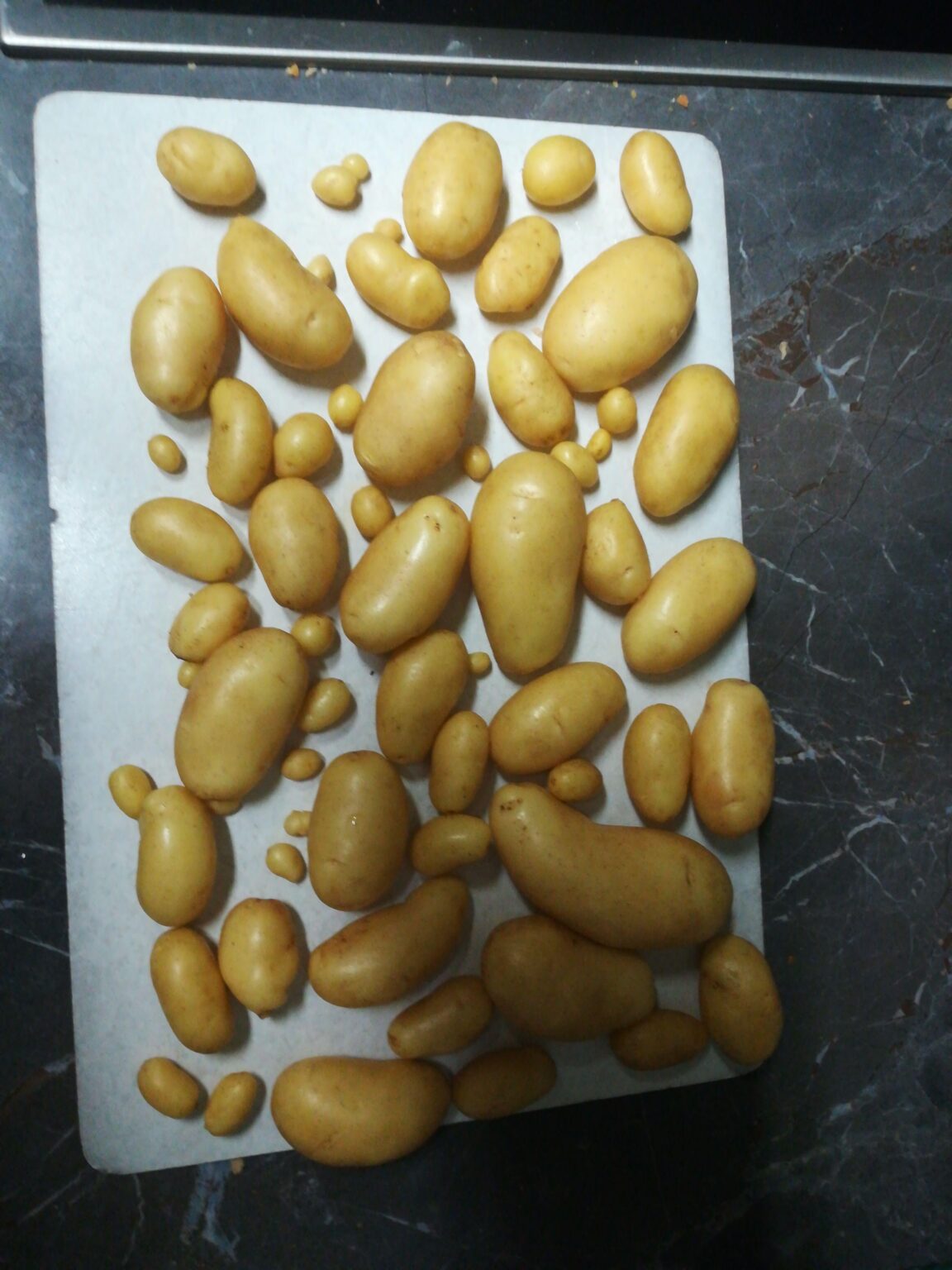 Erste Kartoffelernte dieses Jahr Erste Kartoffelernte dieses Jahr
