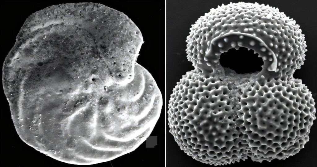 Sedimente vor der Nordostküste Brasiliens zeigen plötzliche Veränderungen im Wärmetransport im Atlantik