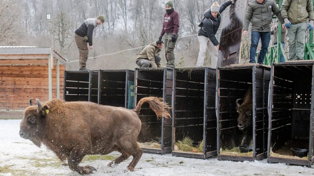 Bisons in Europa: Touristenmagnete oder Waldzerstörer? Bisons in Europa: Touristenmagnete oder Waldzerstörer?