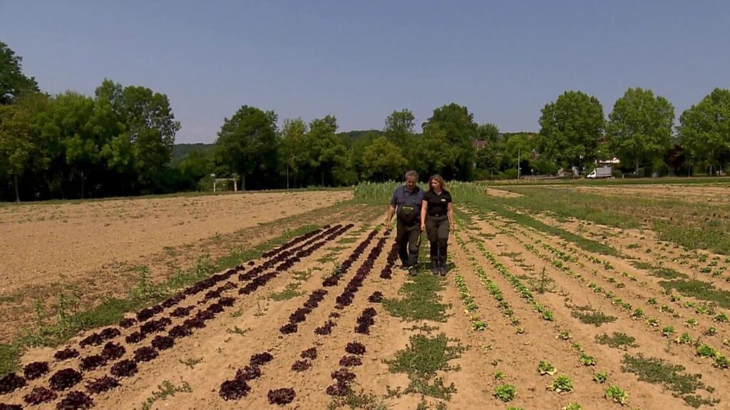 Trockenheit führt zu Ernteausfällen: Auf den Feldern verkümmert das Gemüse