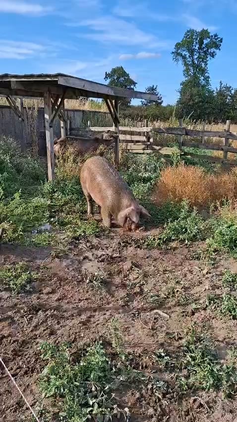 Diese beiden geretteten Schweine waren heute zum ersten mal in ihrem Leben draußen, zum ersten mal in der Sonne und zum ersten mal im Schlamm