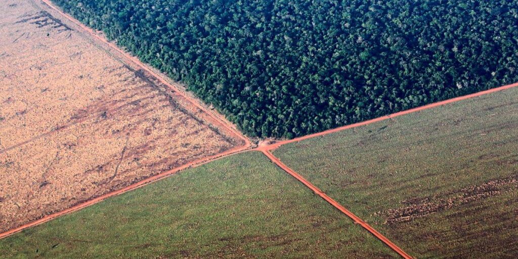 Sojabohnen: Bis zu 70 Prozent geringere Ernte: Hitzewelle trocknet wichtiges Futtermittel aus