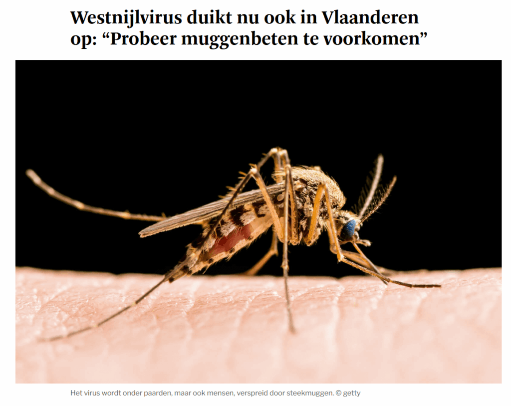 West-Nil-Virus tritt nun auch in Flandern auf: „Versuchen Sie, Mückenstichen vorzubeugen“