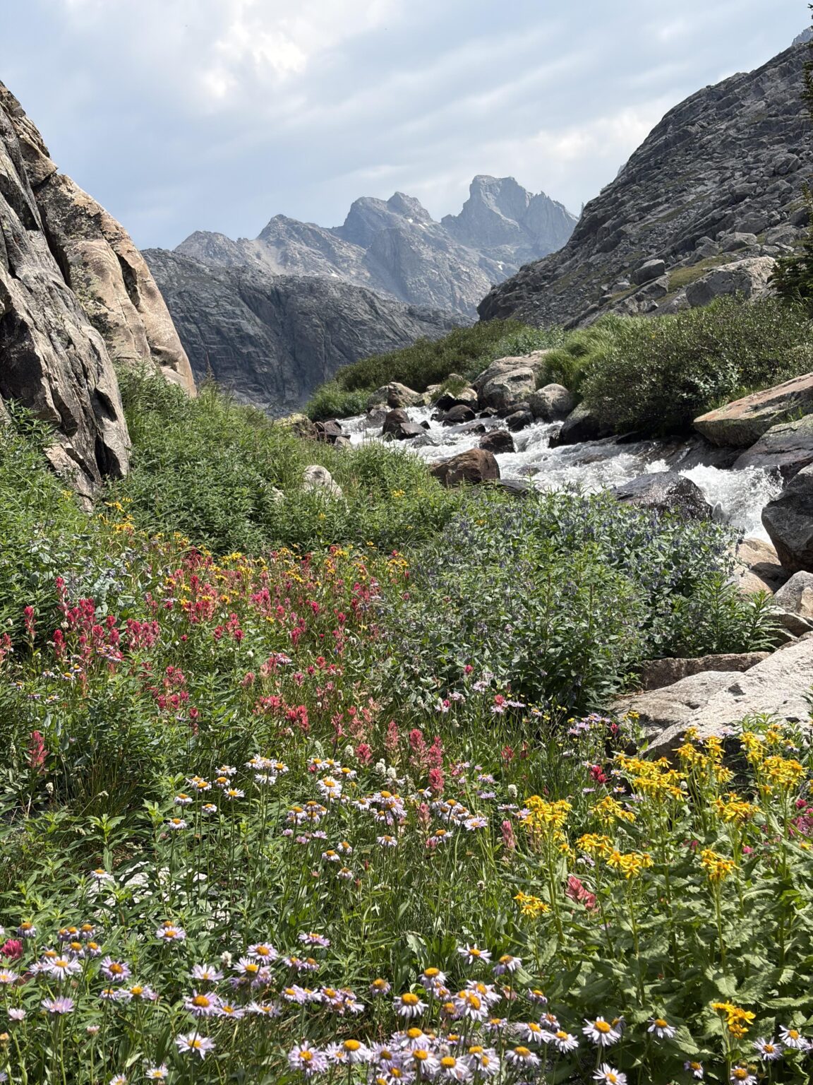 Schroffe Gipfel und ein Wildblumengarten in den Rocky Mountains