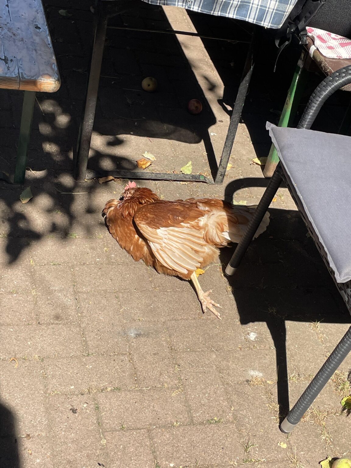 Nach dem süßen Schweinchen: hier ein gerettetes Huhn beim Sonnenbaden 🥰 Nach dem süßen Schweinchen: hier ein gerettetes Huhn beim Sonnenbaden 🥰