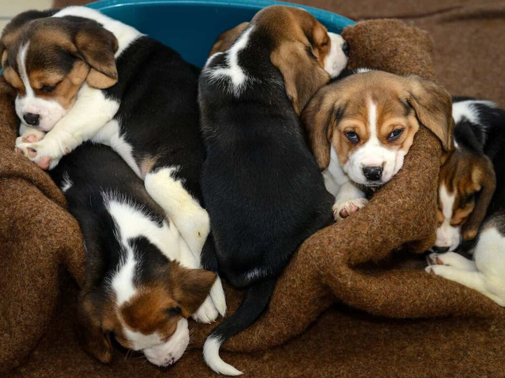 Authorities Warn Against Buying Puppies in Eastern Europe