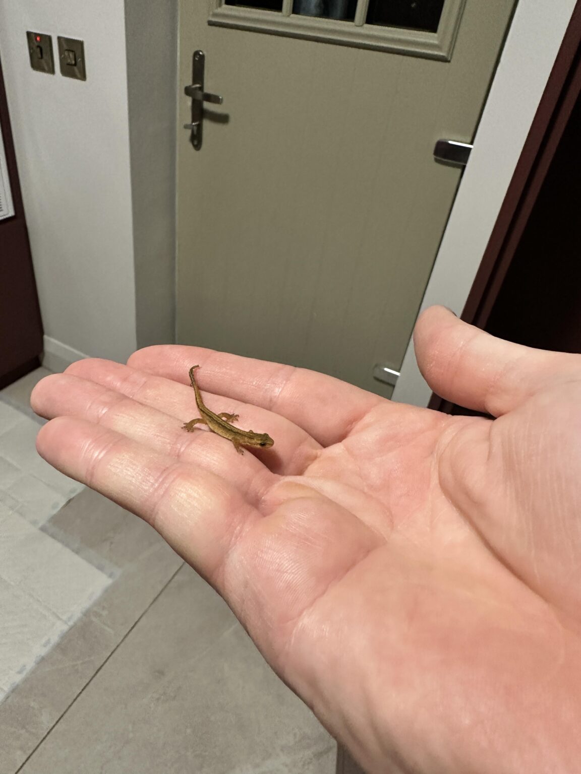 Zootoca vivipara ? Irlands einzige heimische Landreptilienart.