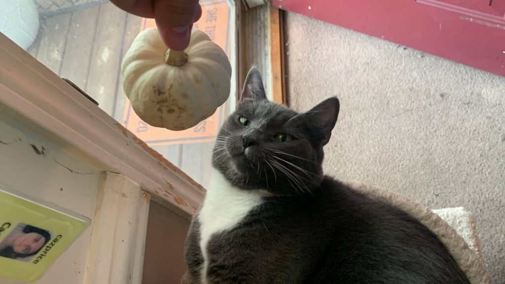 Mir ist klar geworden, dass meine Katze Portugiesin ist Mir ist klar geworden, dass meine Katze Portugiesin ist