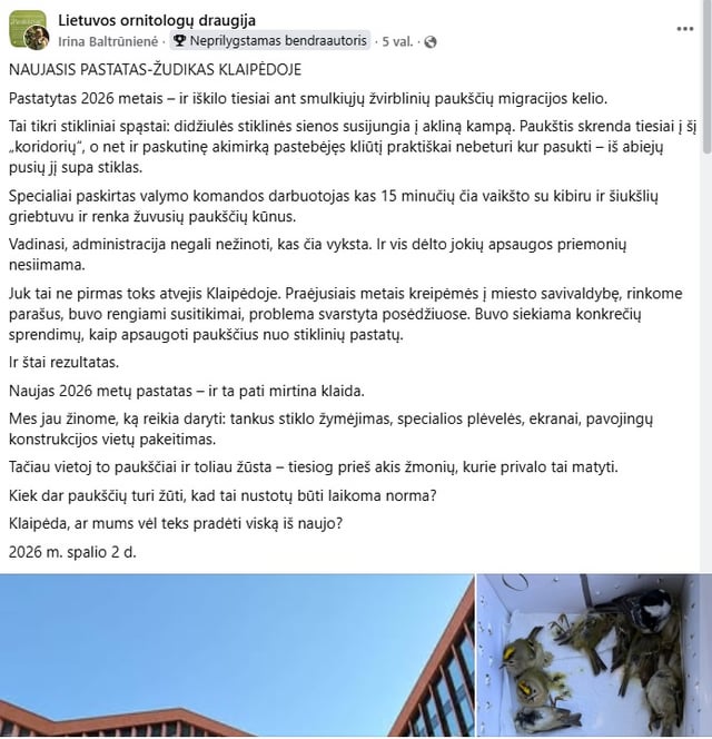 Neue Gebäude und Vögel