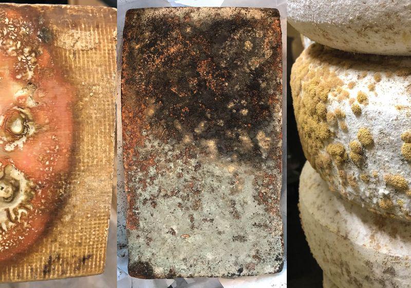 Ein mysteriöser Pilz bedroht Käse im Nordosten der USA (Eine mehrjährige Untersuchung identifizierte Aspergillus westerdijkiae als Übeltäter für verrottende Käseschalen und zeigte eine Möglichkeit auf, dieser Pilzbedrohung Einhalt zu gebieten.)