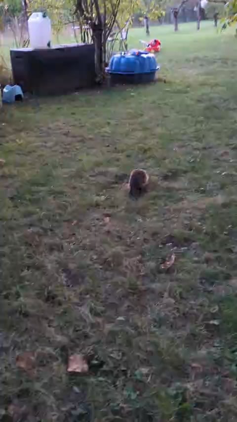 Unerwarteter Besuch im Garten, Stand plötzlich mit nem Wurm im Mund vor mir und ist dann abgezogen.