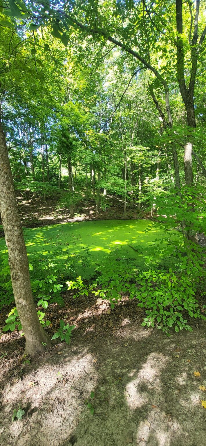 Leuchtend und grün