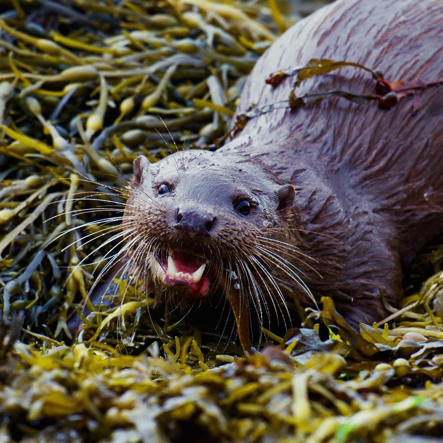Der lachende Fischotter