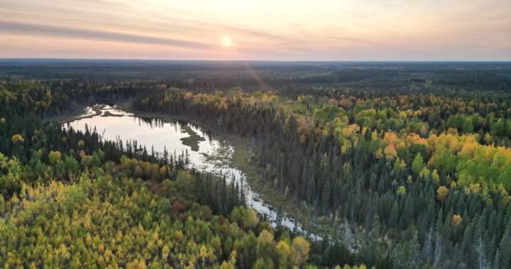 Ein Teil des borealen Waldes Ontarios, der größer als Toronto ist, soll vor Entwicklung geschützt werden