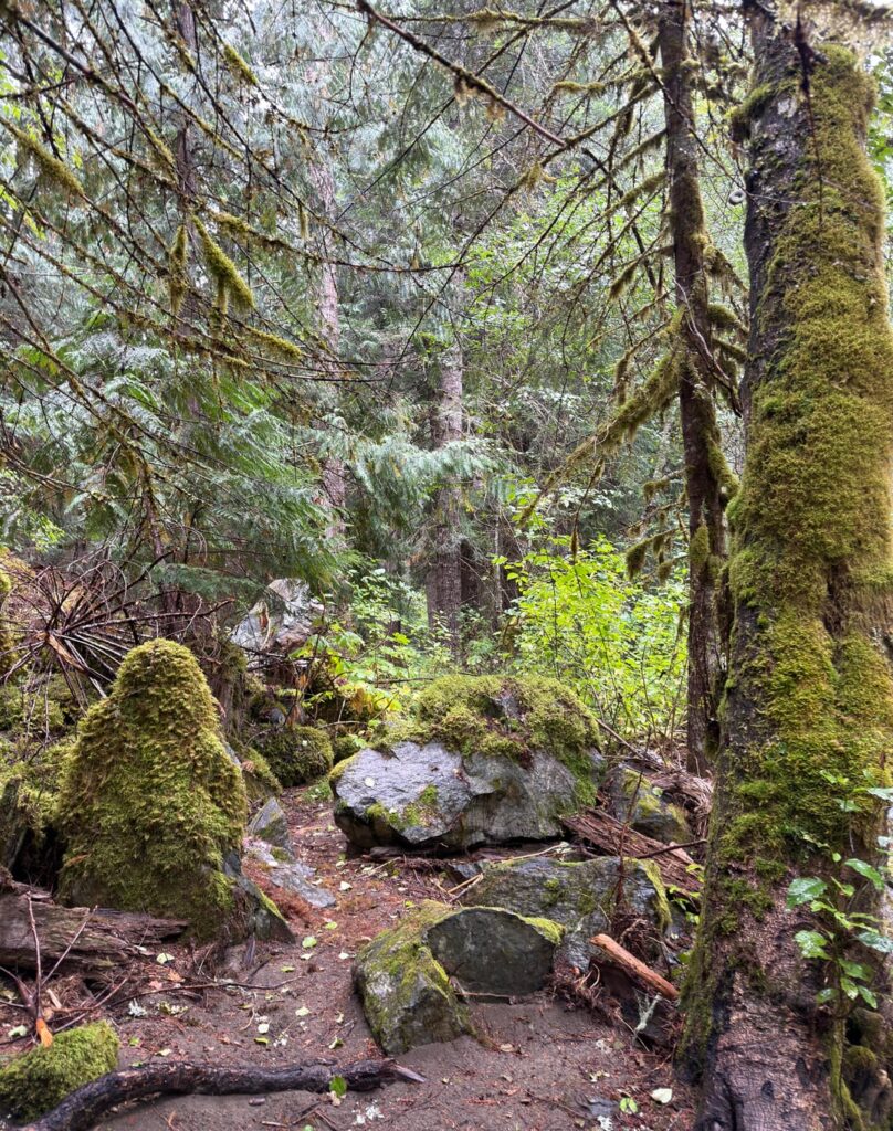 Wenn es bewölkt und nieselt, ist ein üppiger Wald mein Lieblingsort