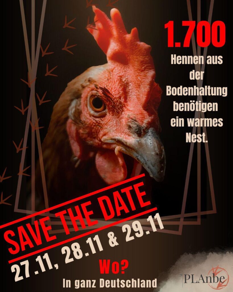 Adoptanten für gerettete Legehennen gesucht Adoptanten für gerettete Legehennen gesucht