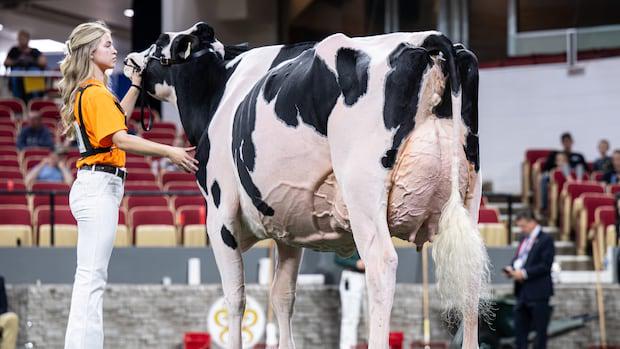 Kanada erzielt auf US-amerikanischem Boden einen Molkereisieg, während die Landwirte über Trumps Handelskrieg schimpfen