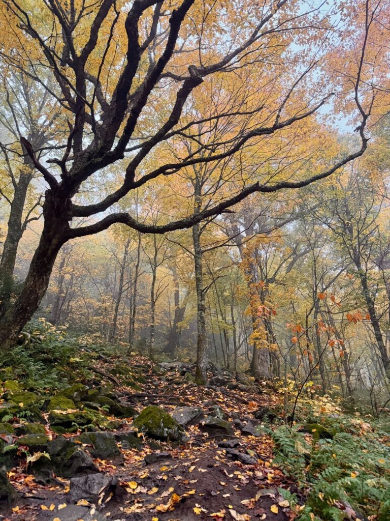 Herbstlaub in Stowe, Vermont